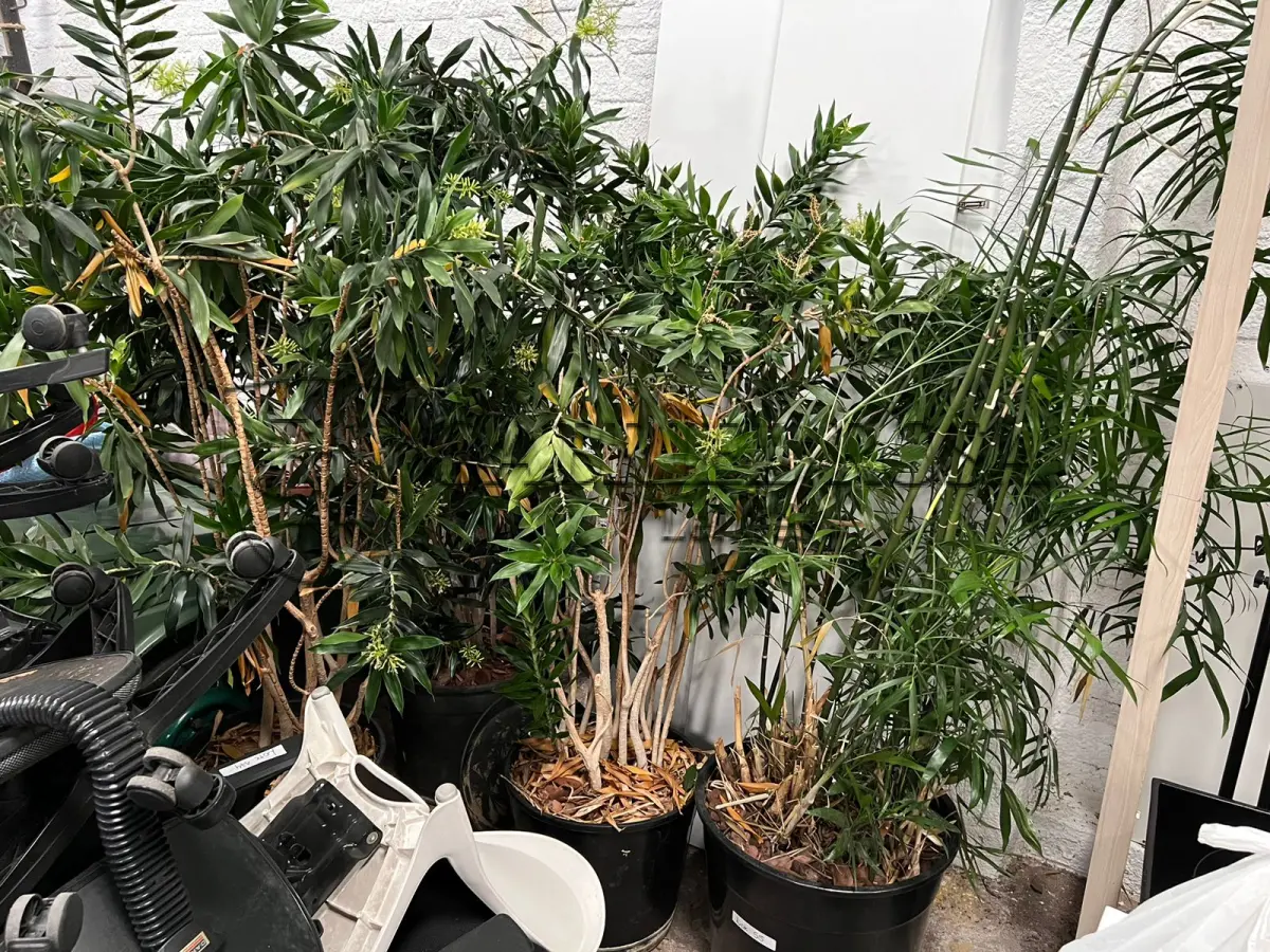 LOTE 055 - Plantas diversas