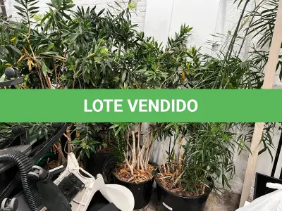 LOTE 055 - Plantas diversas