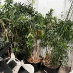 LOTE 055 - Plantas diversas